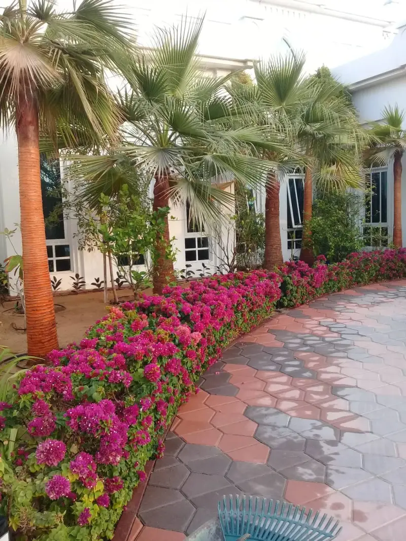 Bougainvillea and palm trees at villa driveway, Dubai